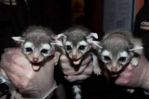 W zoo pensylwanii pokazał trinjashki kakomitili